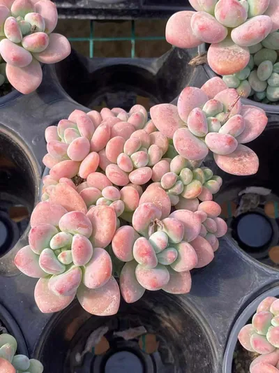 Echeveria Luoshen Goddess (洛神) succulent — wholesale bare-root export from Yunnan, China (5 of 6)