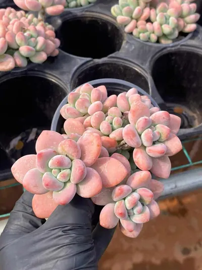 Echeveria Luoshen Goddess succulent — wholesale export from Yunnan, China