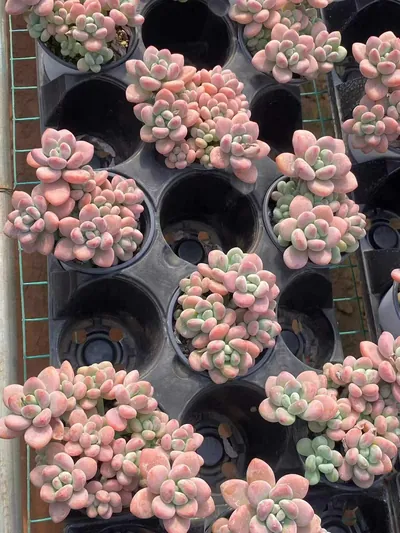 Echeveria Luoshen Goddess (洛神) succulent — wholesale bare-root export from Yunnan, China (3 of 6)
