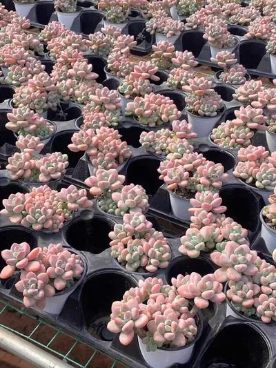 Echeveria Luoshen Goddess (洛神) succulent — wholesale bare-root export from Yunnan, China (4 of 6)