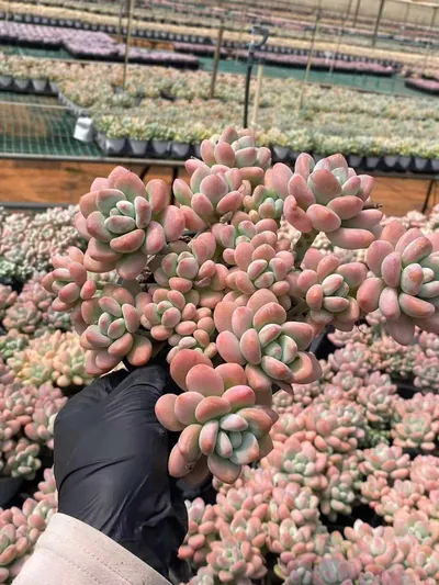 Echeveria Luoshen Goddess Cluster (洛神群) succulent — wholesale bare-root export from Yunnan, China (5 of 6)