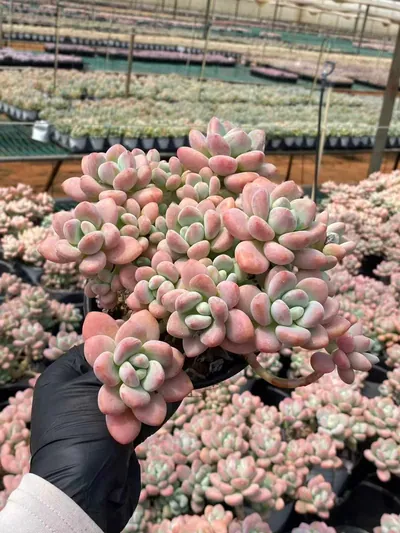 Echeveria Luoshen Goddess Cluster succulent — wholesale export from Yunnan, China