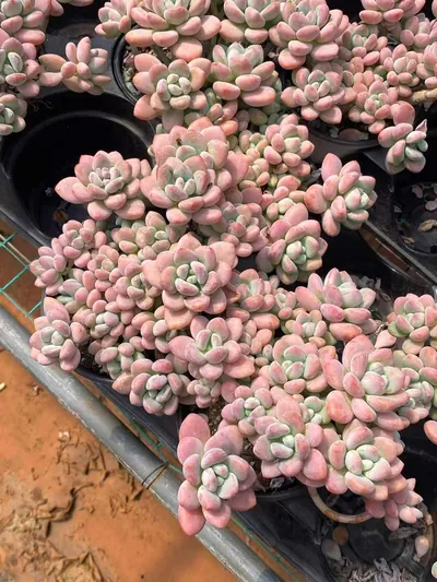 Echeveria Luoshen Goddess Cluster (洛神群) succulent — wholesale bare-root export from Yunnan, China (3 of 6)