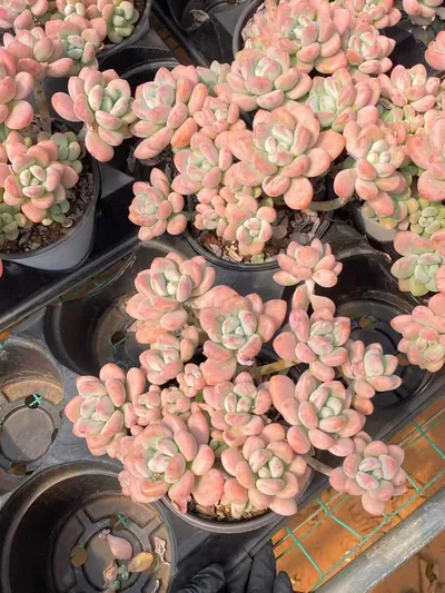 Echeveria Luoshen Goddess Cluster (洛神群) succulent — wholesale bare-root export from Yunnan, China (4 of 6)