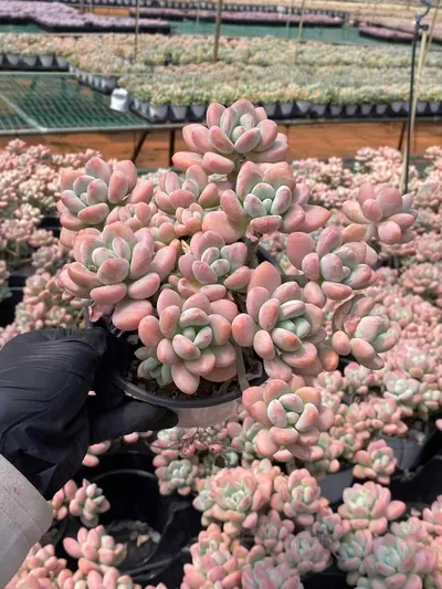 Echeveria Luoshen Goddess Cluster (洛神群) succulent — wholesale bare-root export from Yunnan, China (2 of 6)