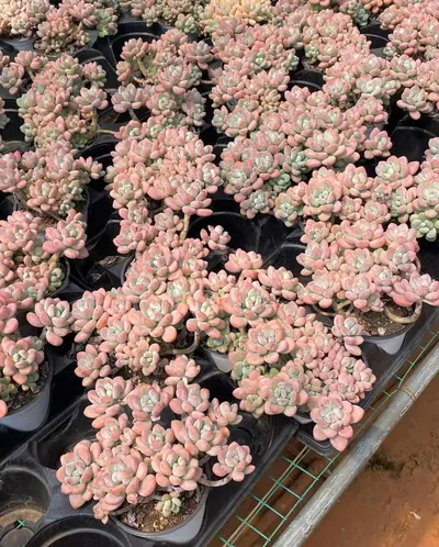 Echeveria Luoshen Goddess Cluster (洛神群) succulent — wholesale bare-root export from Yunnan, China (6 of 6)
