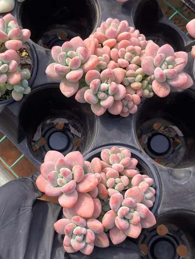 Echeveria Luoshen Goddess (洛神) succulent — wholesale bare-root export from Yunnan, China (2 of 6)