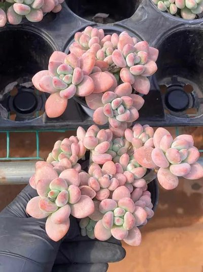 Echeveria Luoshen Goddess (洛神) succulent — wholesale bare-root export from Yunnan, China (6 of 6)