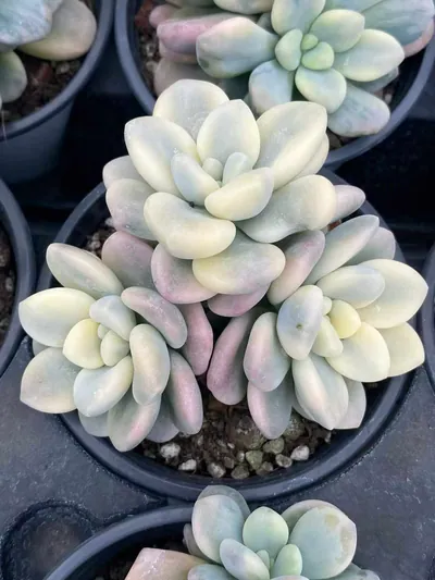 Echeveria Luoshen Goddess Variegated Cluster succulent — wholesale export from Yunnan, China