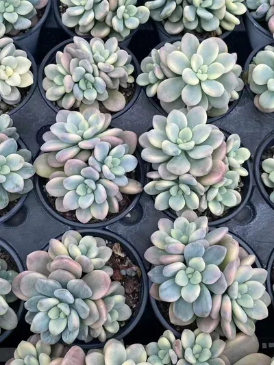 Echeveria Luoshen Goddess Variegated Cluster (洛神锦群) succulent — wholesale bare-root export from Yunnan, China (3 of 4)