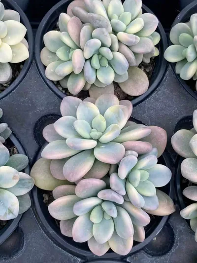 Echeveria Luoshen Goddess Variegated Cluster (洛神锦群) succulent — wholesale bare-root export from Yunnan, China (2 of 4)