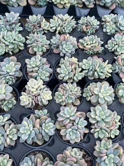 Echeveria Luoshen Goddess Variegated Cluster (洛神锦群) succulent — wholesale bare-root export from Yunnan, China (4 of 4)