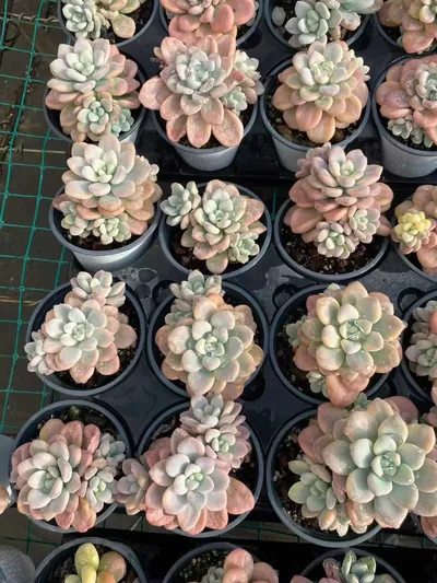 Echeveria Luoshen Goddess Variegated Offset Cluster (洛神锦崽群) succulent — wholesale bare-root export from Yunnan, China (4 of 4)