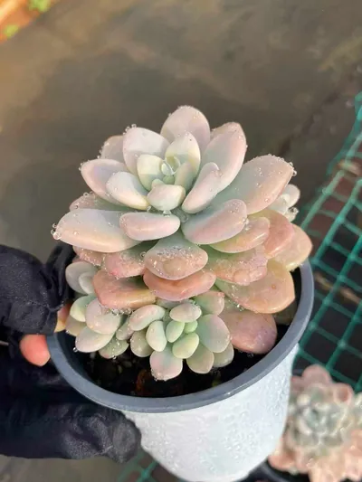 Echeveria Luoshen Goddess Variegated Offset Cluster succulent — wholesale export from Yunnan, China