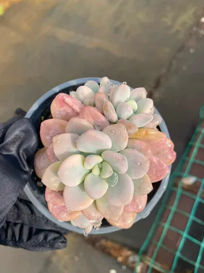 Echeveria Luoshen Goddess Variegated Offset Cluster (洛神锦崽群) succulent — wholesale bare-root export from Yunnan, China (2 of 4)