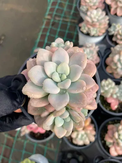 Echeveria Luoshen Goddess Variegated Offset Cluster (洛神锦崽群) succulent — wholesale bare-root export from Yunnan, China (3 of 4)