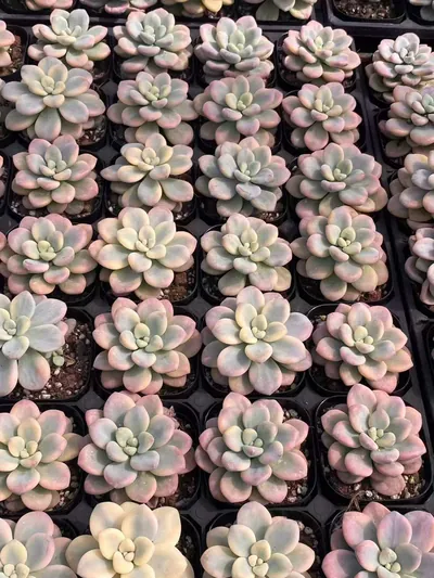 Echeveria Luoshen Goddess Variegated Single (洛神锦单头) succulent — wholesale bare-root export from Yunnan, China (6 of 6)