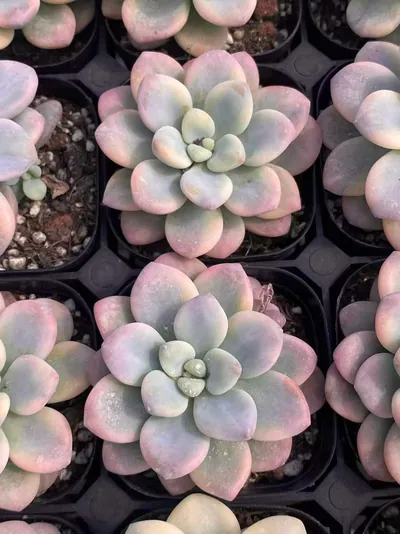 Echeveria Luoshen Goddess Variegated Single (洛神锦单头) succulent — wholesale bare-root export from Yunnan, China (4 of 6)