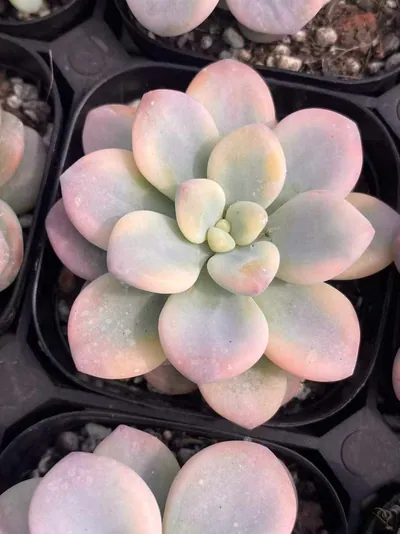 Echeveria Luoshen Goddess Variegated Single (洛神锦单头) succulent — wholesale bare-root export from Yunnan, China (2 of 6)