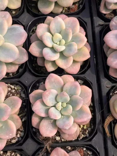 Echeveria Luoshen Goddess Variegated Single (洛神锦单头) succulent — wholesale bare-root export from Yunnan, China (3 of 6)