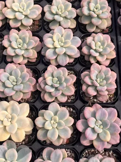 Echeveria Luoshen Goddess Variegated Single succulent — wholesale export from Yunnan, China