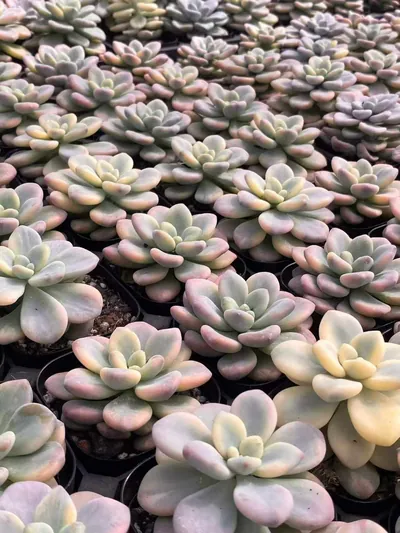 Echeveria Luoshen Goddess Variegated Single (洛神锦单头) succulent — wholesale bare-root export from Yunnan, China (5 of 6)