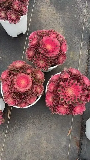 Aeonium Aeonium 'Lychee' succulent — wholesale export from Yunnan, China