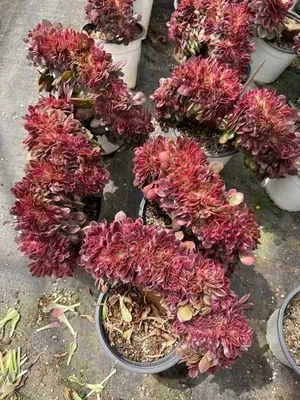 Aeonium Aeonium 'Lychee' Crested succulent — wholesale export from Yunnan, China