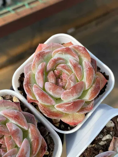 Echeveria Lychee Pink (荔枝粉) succulent — wholesale bare-root export from Yunnan, China (3 of 4)