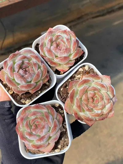 Echeveria Lychee Pink (荔枝粉) succulent — wholesale bare-root export from Yunnan, China (2 of 4)