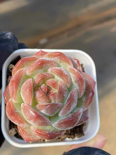 Echeveria Lychee Pink succulent — wholesale export from Yunnan, China