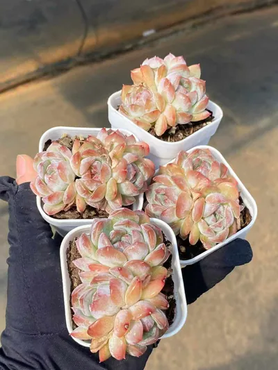 Echeveria Lychee Pink Cluster (荔枝粉群) succulent — wholesale bare-root export from Yunnan, China (3 of 5)