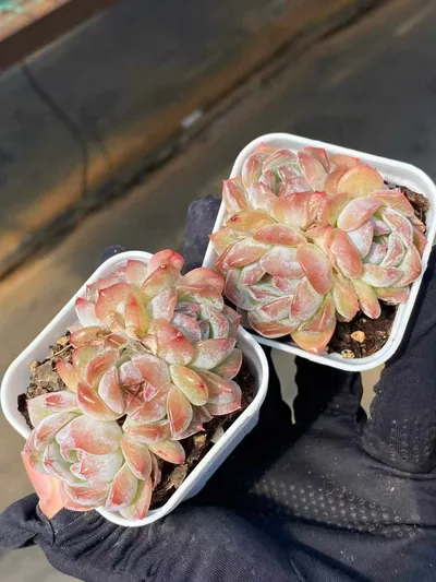 Echeveria Lychee Pink Cluster (荔枝粉群) succulent — wholesale bare-root export from Yunnan, China (2 of 5)