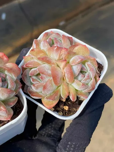 Echeveria Lychee Pink Cluster (荔枝粉群) succulent — wholesale bare-root export from Yunnan, China (4 of 5)
