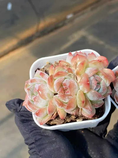 Echeveria Lychee Pink Cluster (荔枝粉群) succulent — wholesale bare-root export from Yunnan, China (5 of 5)