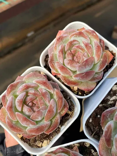 Echeveria Lychee Pink (荔枝粉) succulent — wholesale bare-root export from Yunnan, China (4 of 4)