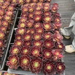 Aeonium Aeonium 'Magic Pill' Plug Tray succulent — wholesale export from Yunnan, China