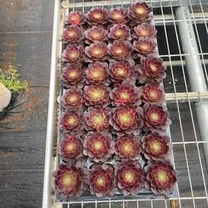 Aeonium Aeonium 'Magic Pill' Plug Tray succulent — wholesale export from Yunnan, China