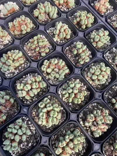 Echeveria Major General Cluster succulent — wholesale export from Yunnan, China