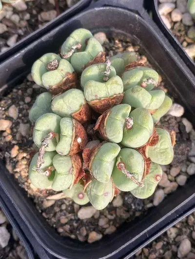 Echeveria Major General Cluster (少将群) succulent — wholesale bare-root export from Yunnan, China (2 of 3)