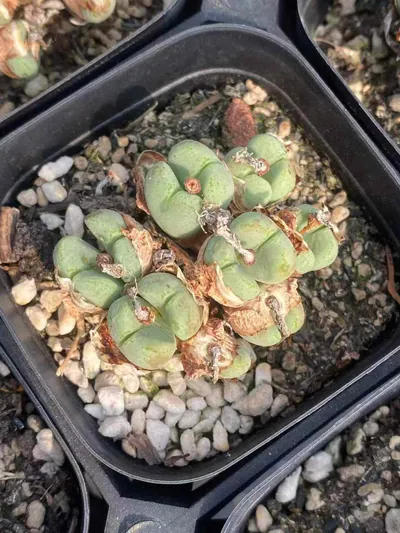 Echeveria Major General Cluster (少将群) succulent — wholesale bare-root export from Yunnan, China (3 of 3)