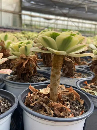Echeveria Maybach (迈巴赫) succulent — wholesale bare-root export from Yunnan, China (3 of 3)