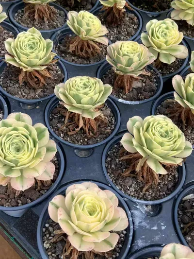 Echeveria Maybach (迈巴赫) succulent — wholesale bare-root export from Yunnan, China (2 of 3)