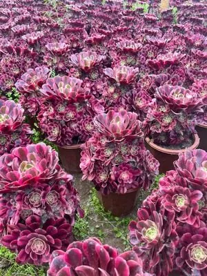 Aeonium Aeonium 'Medusa' succulent — wholesale export from Yunnan, China