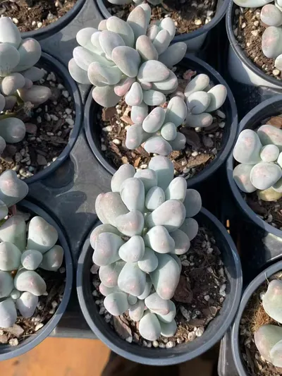 Echeveria Miko Milk Cluster (米可奶群) succulent — wholesale bare-root export from Yunnan, China (2 of 4)