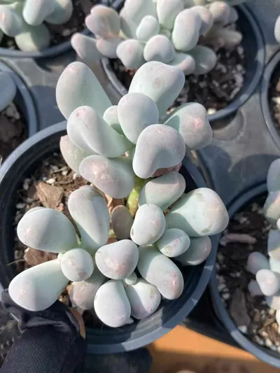 Echeveria Miko Milk Cluster (米可奶群) succulent — wholesale bare-root export from Yunnan, China (3 of 4)