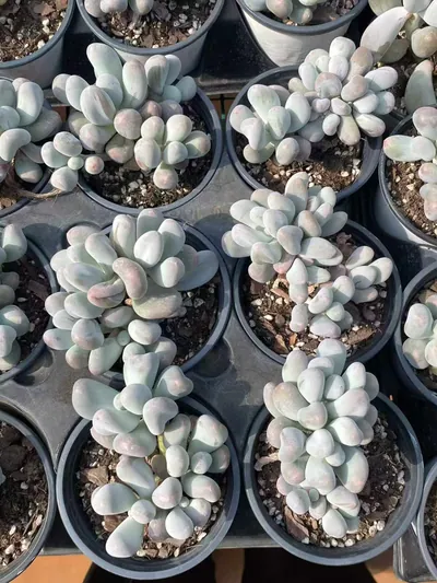 Echeveria Miko Milk Cluster (米可奶群) succulent — wholesale bare-root export from Yunnan, China (4 of 4)