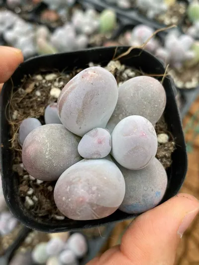 Echeveria Miko Milk Single (米可奶单头) succulent — wholesale bare-root export from Yunnan, China (4 of 4)