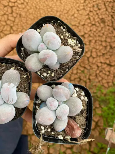 Echeveria Miko Milk Single (米可奶单头) succulent — wholesale bare-root export from Yunnan, China (3 of 4)