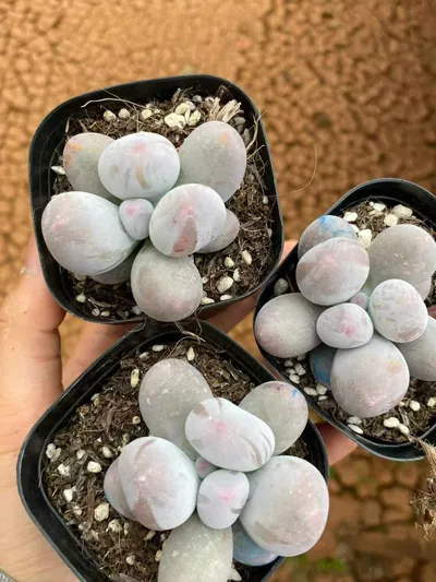 Echeveria Miko Milk Single (米可奶单头) succulent — wholesale bare-root export from Yunnan, China (2 of 4)